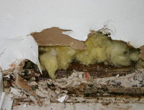 6 Hidden Areas in Homes Where Mold Grows | Damage Restoration Company in Brunswick, GA